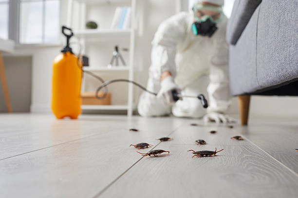 Commercial Kitchen Cockroach Control in Hybla Valley